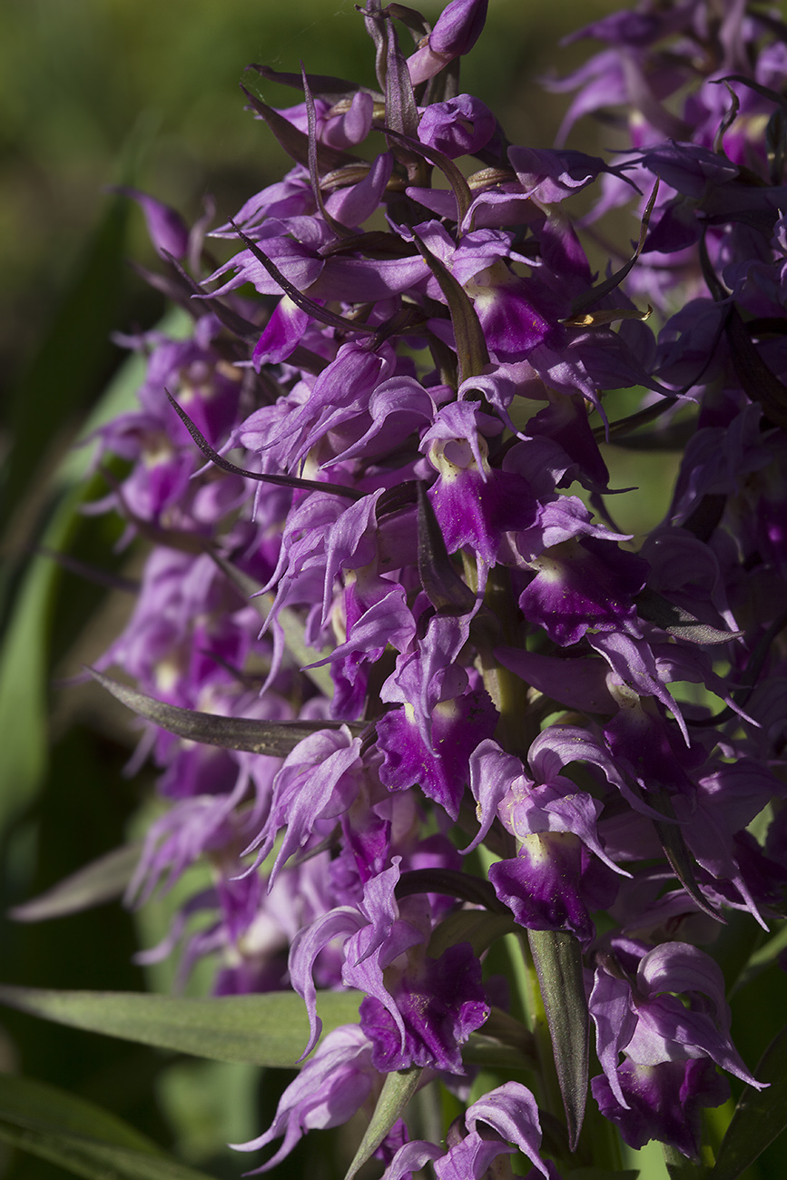 Image of Dactylorhiza aristata specimen.