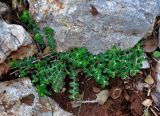 Euphorbia dimorphocaulon