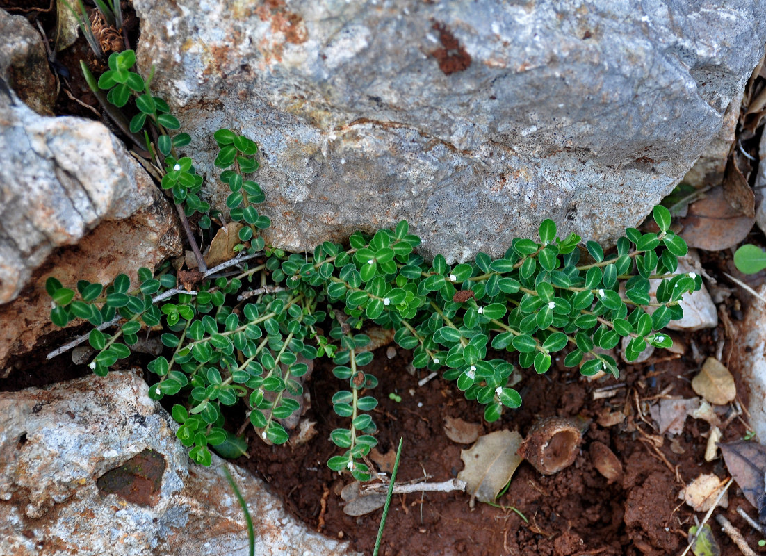 Изображение особи род Euphorbia.