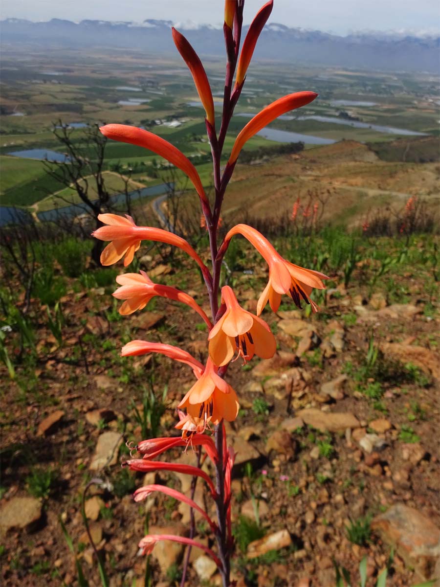 Изображение особи Watsonia tabularis.