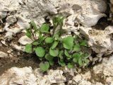 Campanula rotundifolia. Молодые побеги. Архангельская обл., Холмогорский р-н, окр. пос. Усть-Пинега, береговая скала р. Пинега. 31.05.2014.