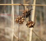 Cuscuta europaea