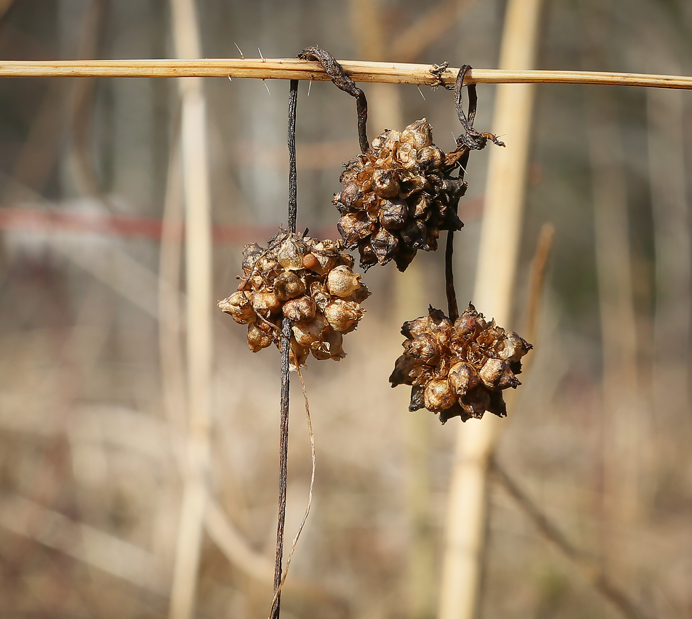 Изображение особи Cuscuta europaea.