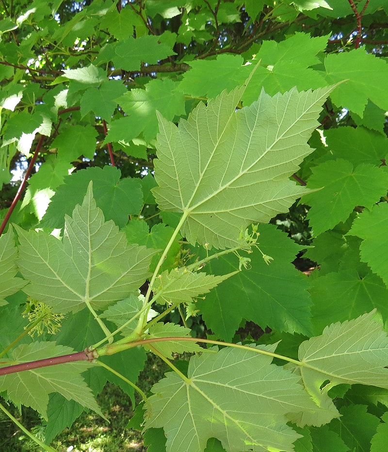 Image of Acer ukurunduense specimen.