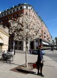 Magnolia kobus. Цветущее растение. Швеция, Стокгольм, Блазихолмен (Blasieholmen), в культуре. 05.05.2017.