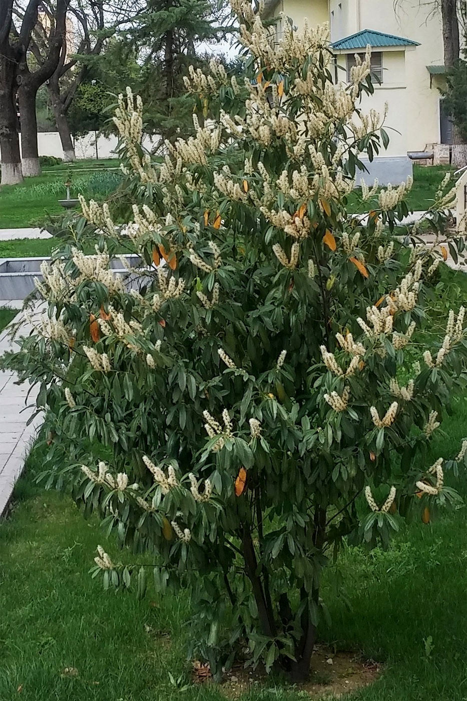 Image of Lauro-cerasus officinalis specimen.