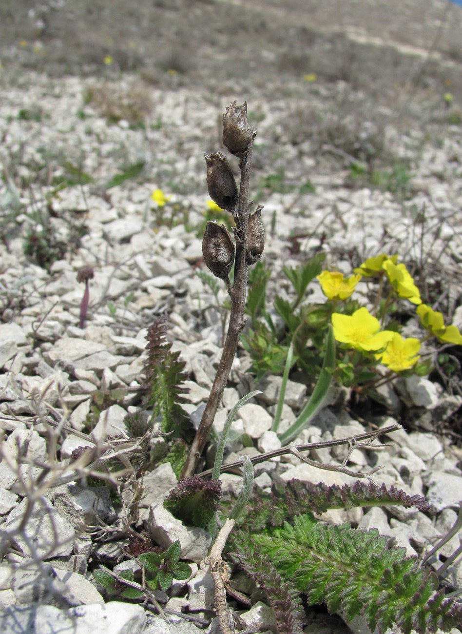 Image of Pedicularis sibthorpii specimen.