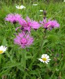 Centaurea carpatica. Цветущие растения. Украина, Закарпатская обл., Межгорский р-н, с. Колочава, луг у реки. 24.06.2010.