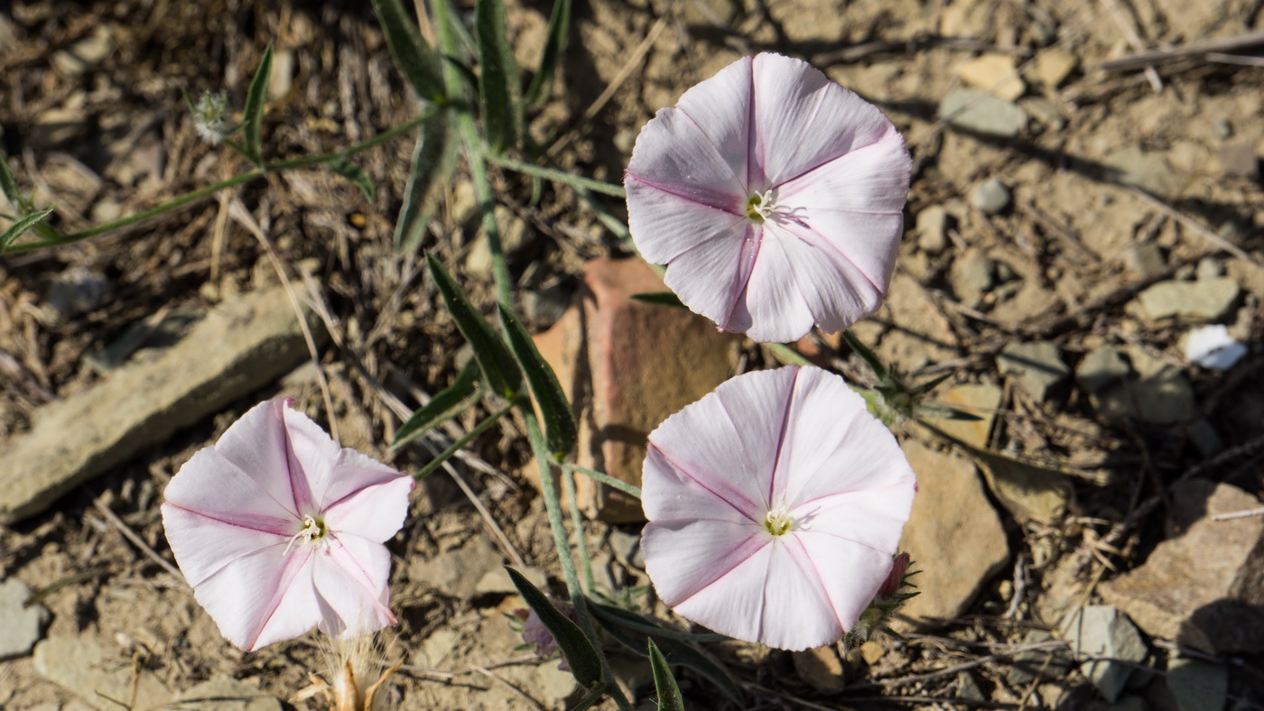 Image of Convolvulus cantabrica specimen.