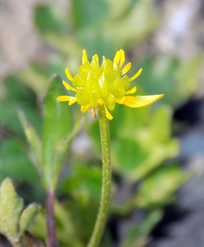 Image of Ranunculus sardous specimen.