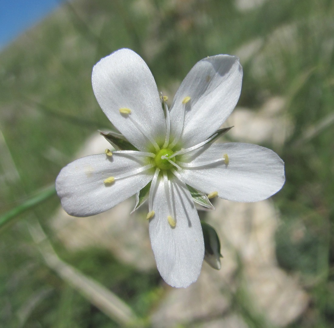 Image of Eremogone holostea specimen.