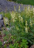 Astragalus katunicus. Верхушки побегов с соцветиями. Алтай, Онгудайский р-н, низовья р. Урсул, ≈ 600 м н.у.м., щебнистый склон. 10.06.2019.