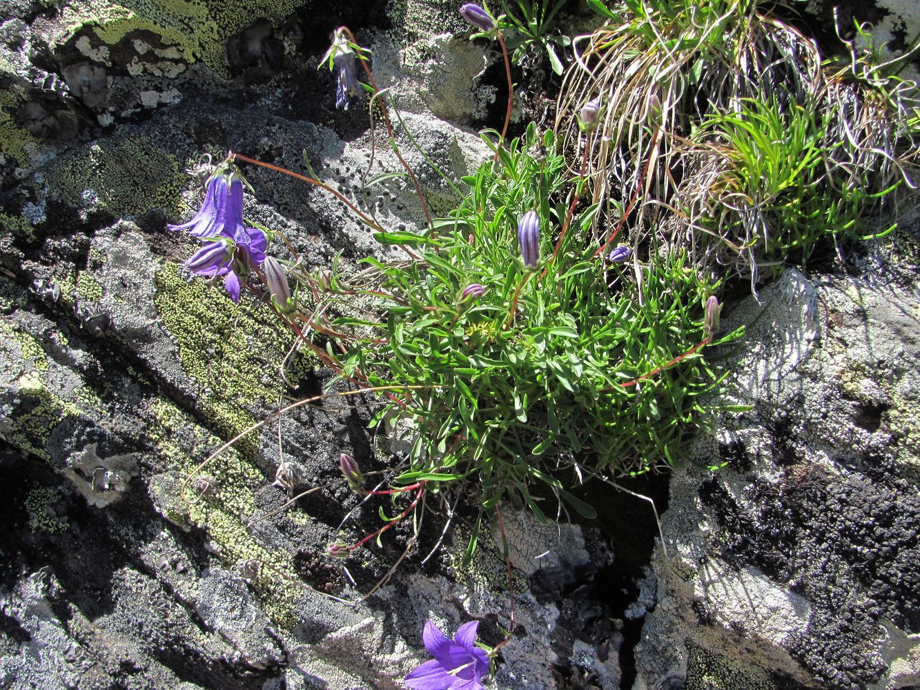 Image of Campanula saxifraga specimen.