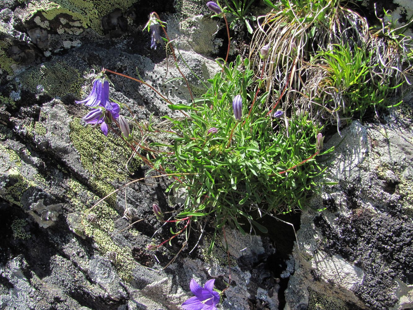 Изображение особи Campanula saxifraga.