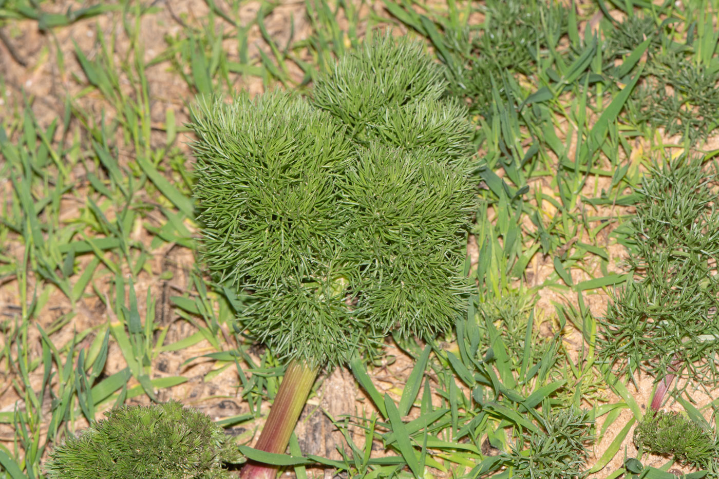 Image of Bilacunaria boissieri specimen.