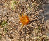 Carlina libanotica