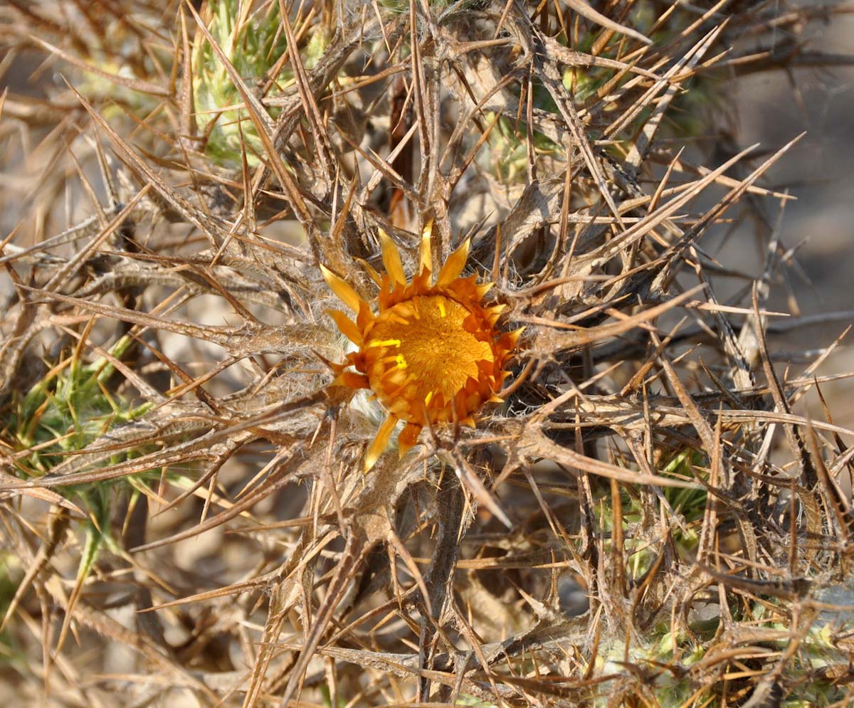 Изображение особи Carlina libanotica.