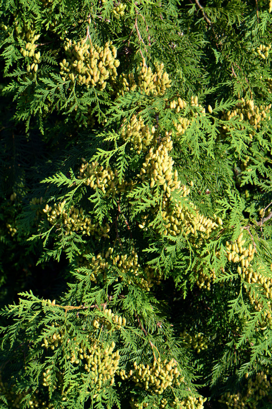 Image of Thuja occidentalis specimen.