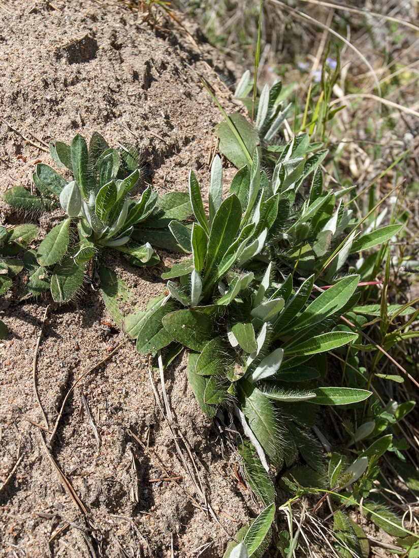 Изображение особи Pilosella officinarum.