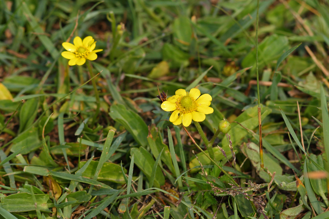 Image of Halerpestes salsuginosa specimen.