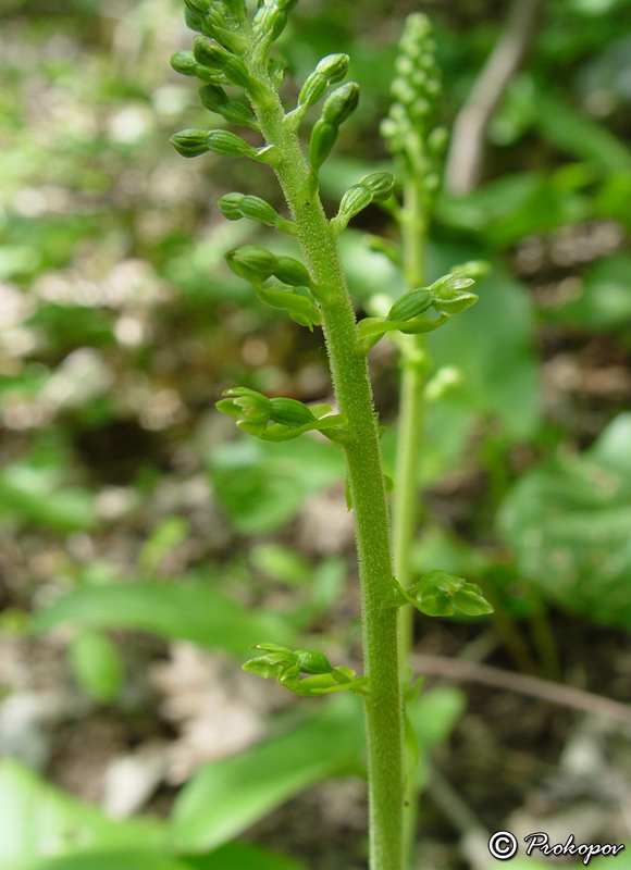 Изображение особи Listera ovata.