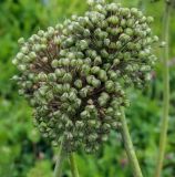 Allium suworowii