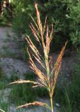 Phragmites australis