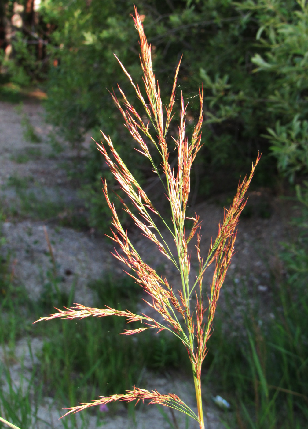 Изображение особи Phragmites australis.