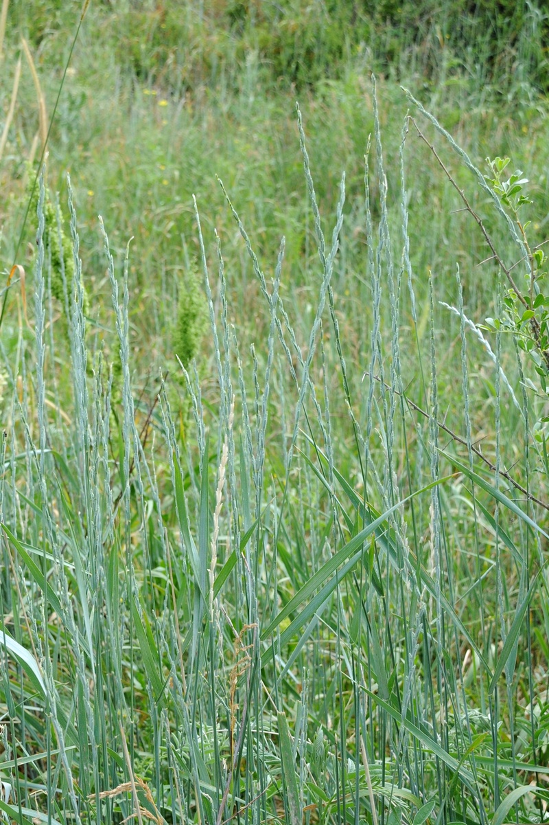 Image of Elytrigia trichophora specimen.