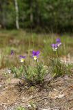 Viola tricolor. Цветущее растение. Карельский перешеек, окр. Сертолово, на просеке газопровода. 25.05.2019.