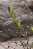 Oenothera rosea. Верхушка побега со зреющим плодом. Испания, Каталония, пров. Барселона, комарка Осона, муниципалитет Виланова-де-Сау, водохранилище Сау, прибрежная полоса песчаников и конгломератов. 15.09.2019.