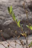 Oenothera rosea. Верхушка побега со зреющим плодом. Испания, автономное сообщество Каталония, провинция Барселона, комарка Осона, муниципалитет Виланова-де-Сау, водохранилище Сау, прибрежная полоса песчаников и конгломератов. 15.09.2019.