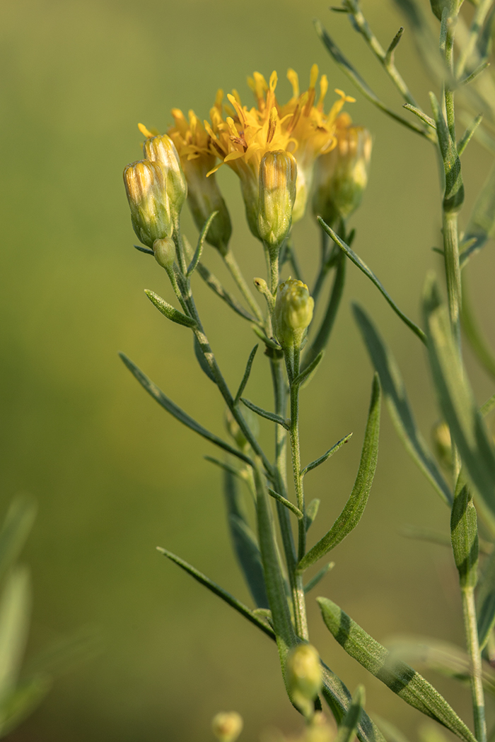 Изображение особи Galatella biflora.