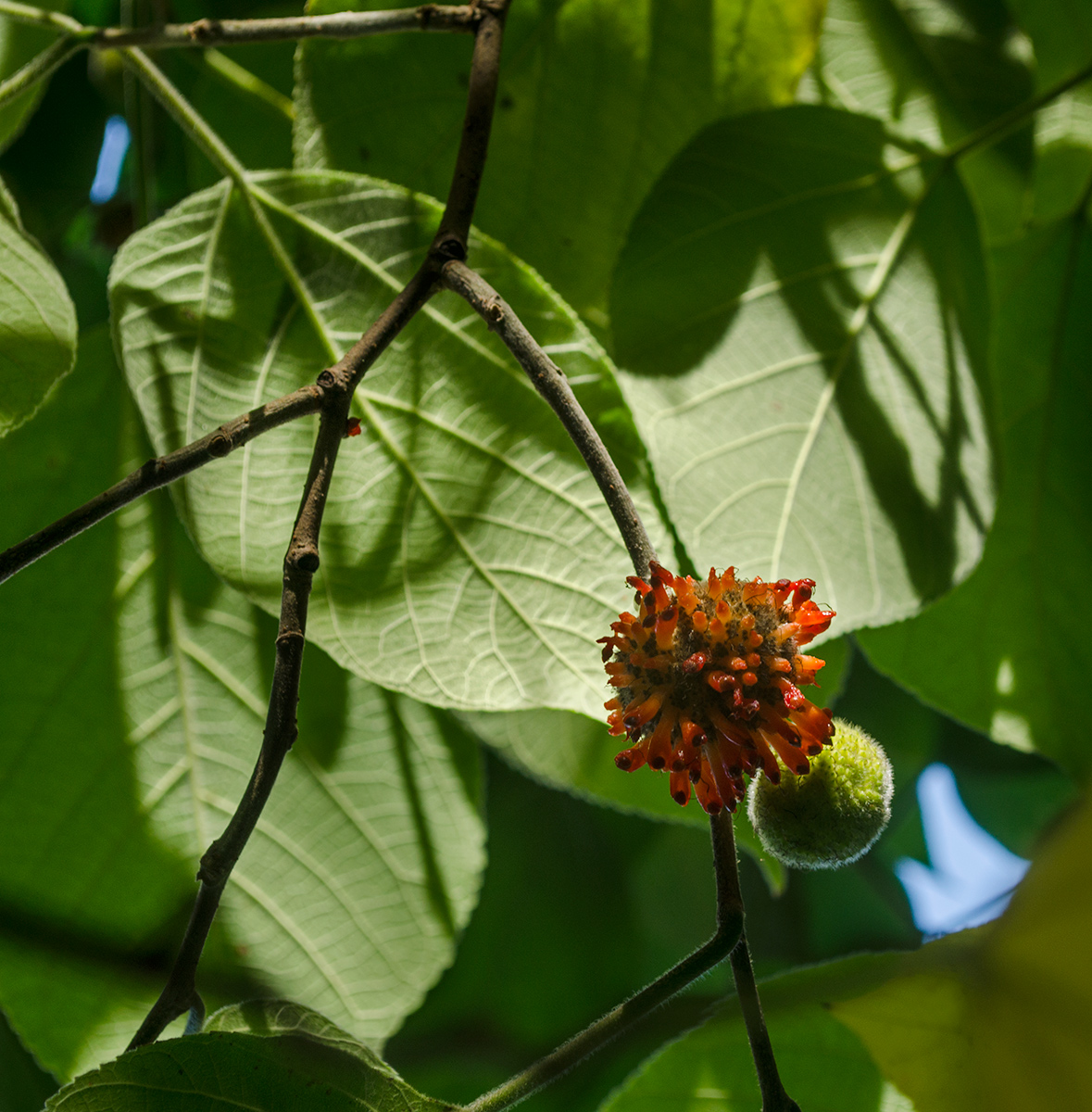 Изображение особи Broussonetia papyrifera.