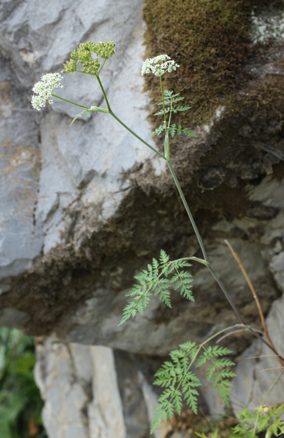 Image of Conioselinum tataricum specimen.
