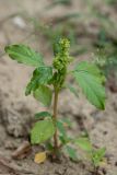 Amaranthus retroflexus