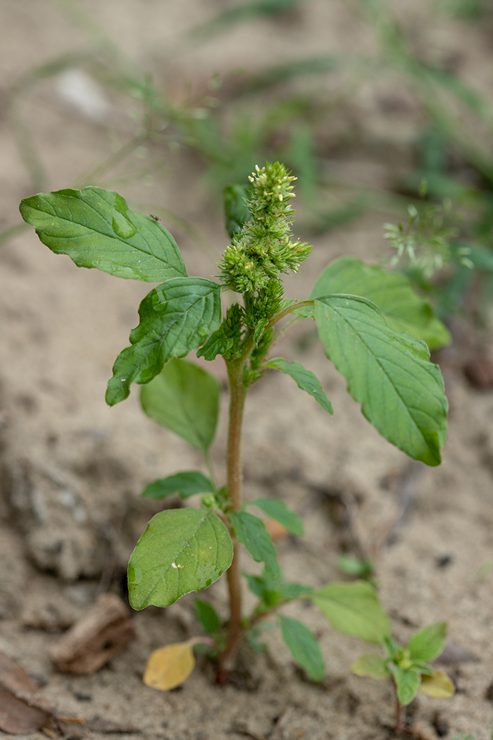 Изображение особи Amaranthus retroflexus.