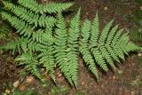 Dryopteris expansa