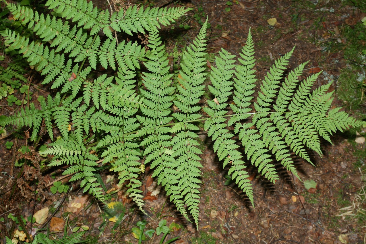 Изображение особи Dryopteris expansa.