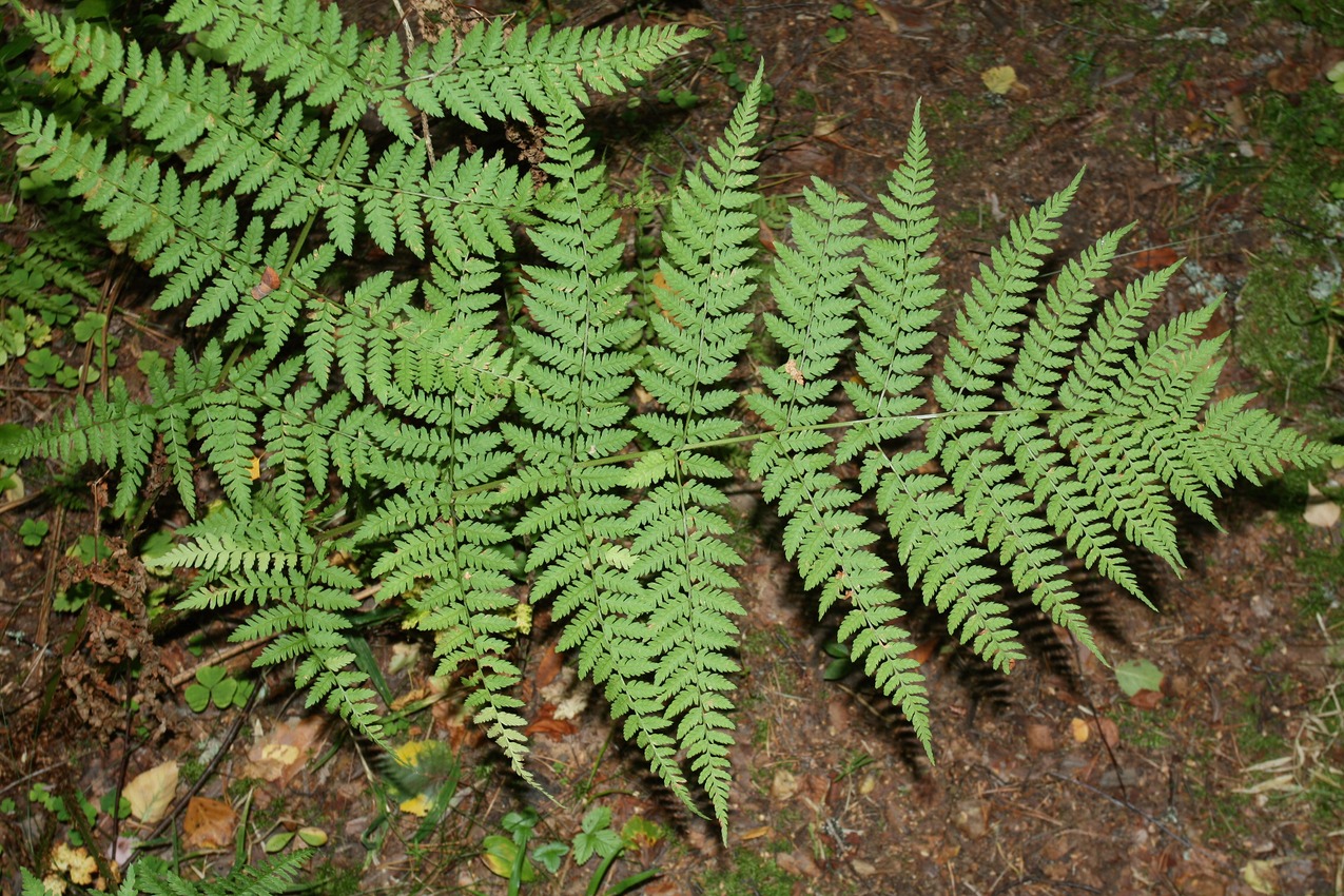 Image of Dryopteris expansa specimen.