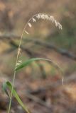 genus Melica. Верхушка побега с соплодием. Ростовская обл., Белокалитвенский р-н, окр. хут. Богатов, байрачный лес. 25.10.2019.