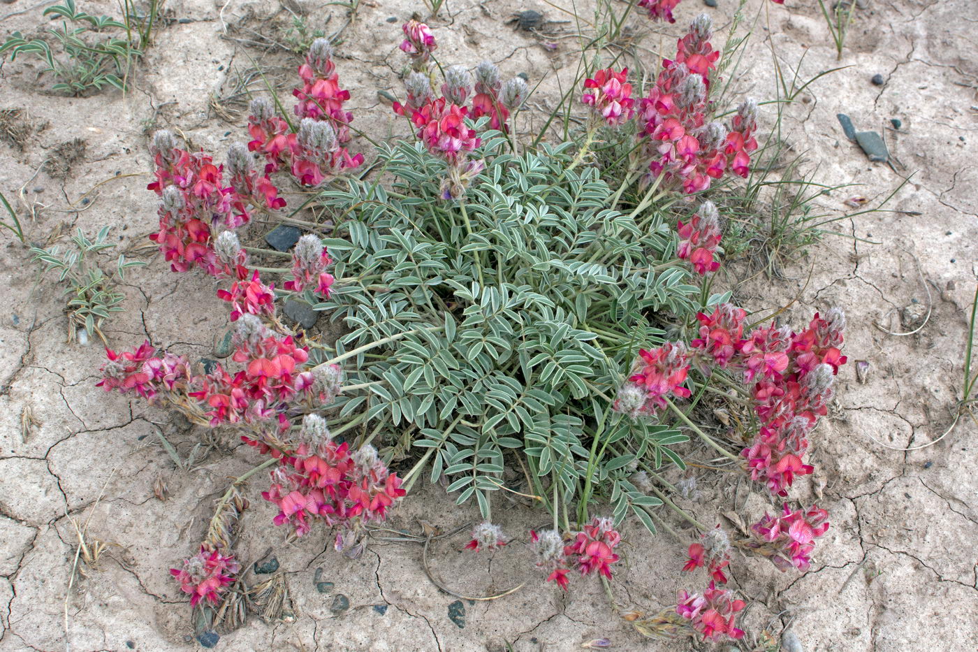 Image of Hedysarum daraut-kurganicum specimen.