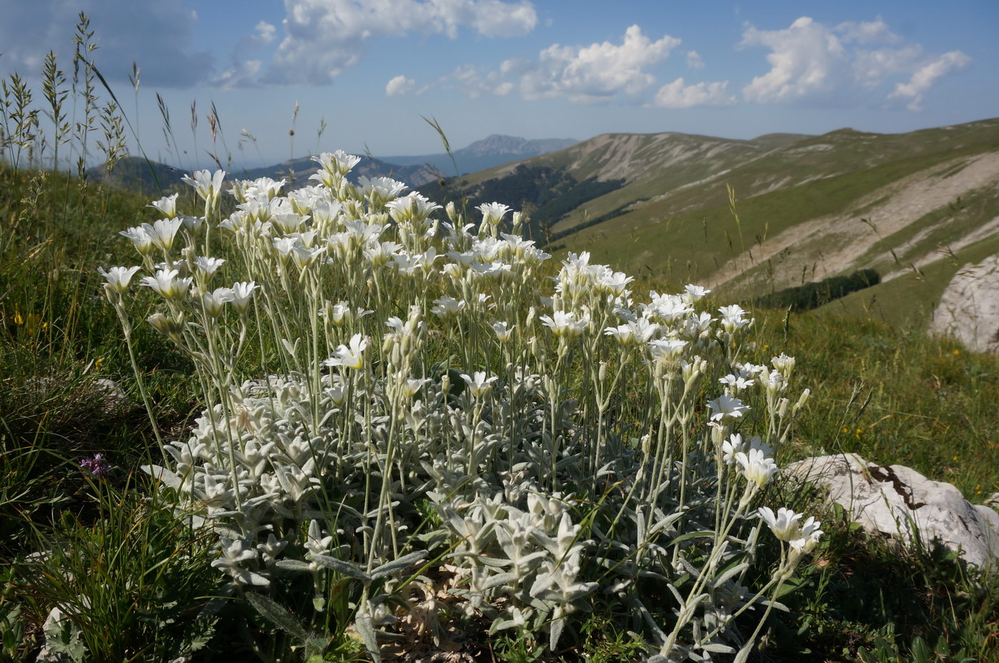 Изображение особи Cerastium biebersteinii.