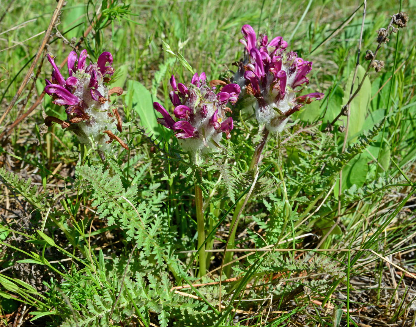 Изображение особи Pedicularis dasystachys.