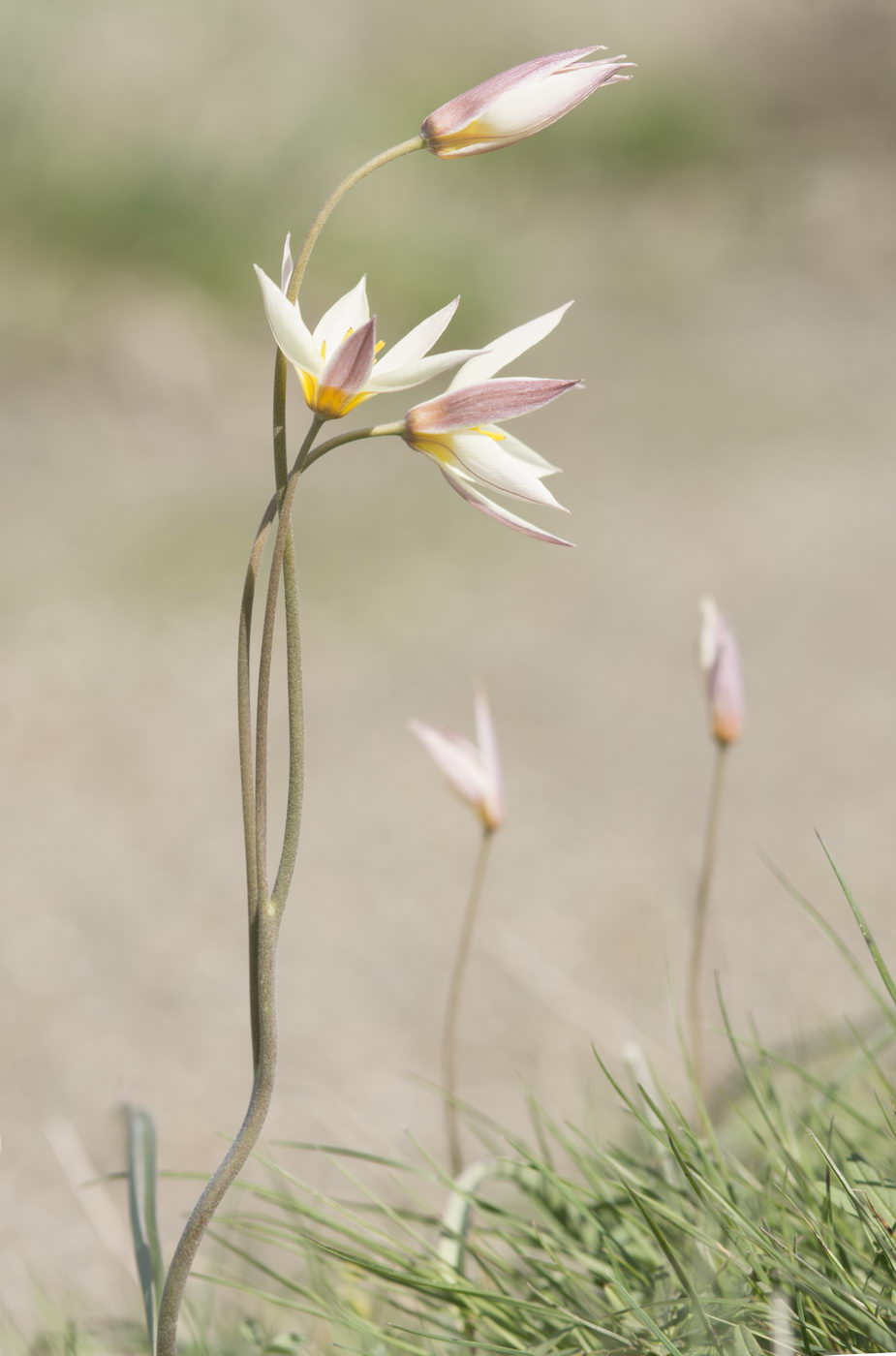 Изображение особи Tulipa buhseana.