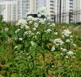 Armoracia rusticana