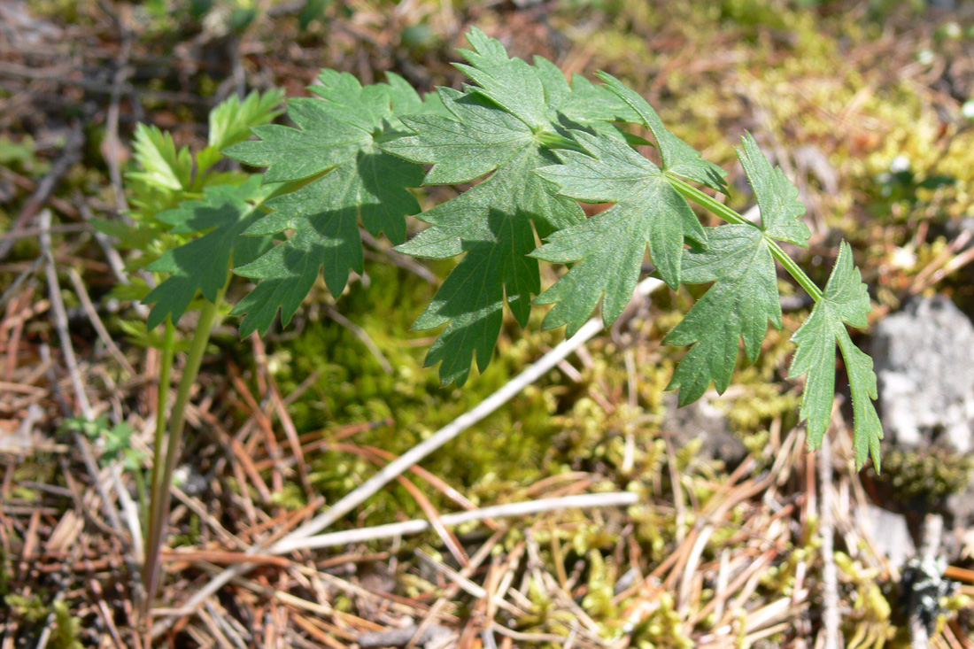 Image of Pimpinella saxifraga specimen.