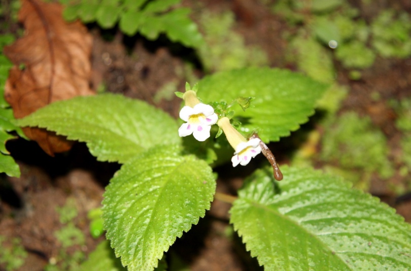 Изображение особи Diastema racemiferum.