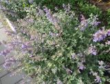 Nepeta &times; faassenii