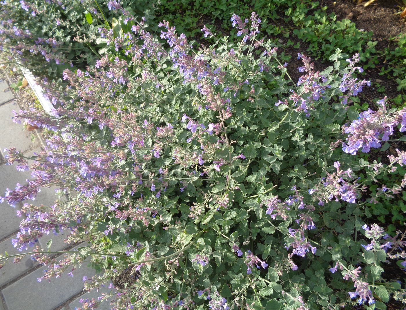 Image of Nepeta × faassenii specimen.